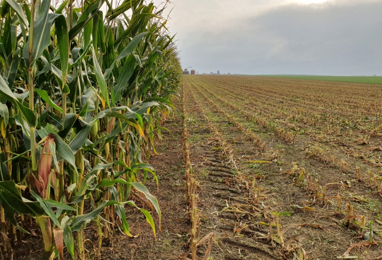 Corn silage drying